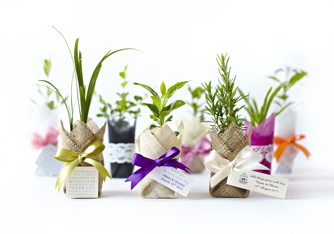 Gift plants as Bomboniere and Wedding favours idea in Melbourne 2018
