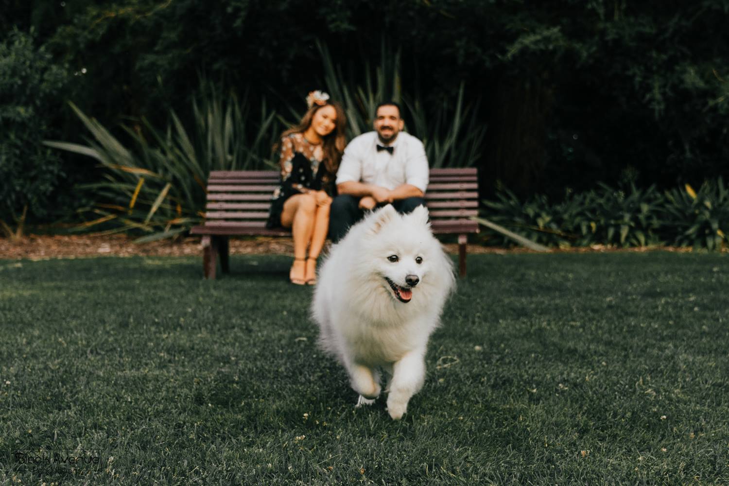 white fluffy dog running towards camera when Melbourne wedding photographers shooting a couple of their engagement photography in Royal Botanical Gardens engagement photos