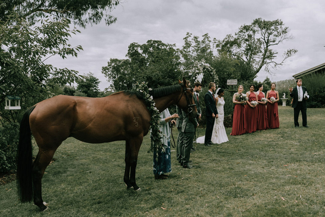 horse joining wedding ceremony in Buxton farm Victoria captured by Black Avenue Productions