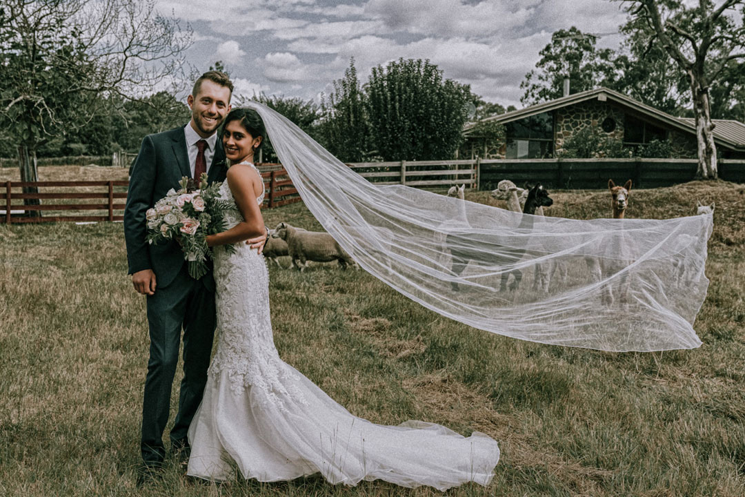 dreamy wedding photo of beautiful husband and wife flying veil with alpacas background in rustic farm wedding Melbourne