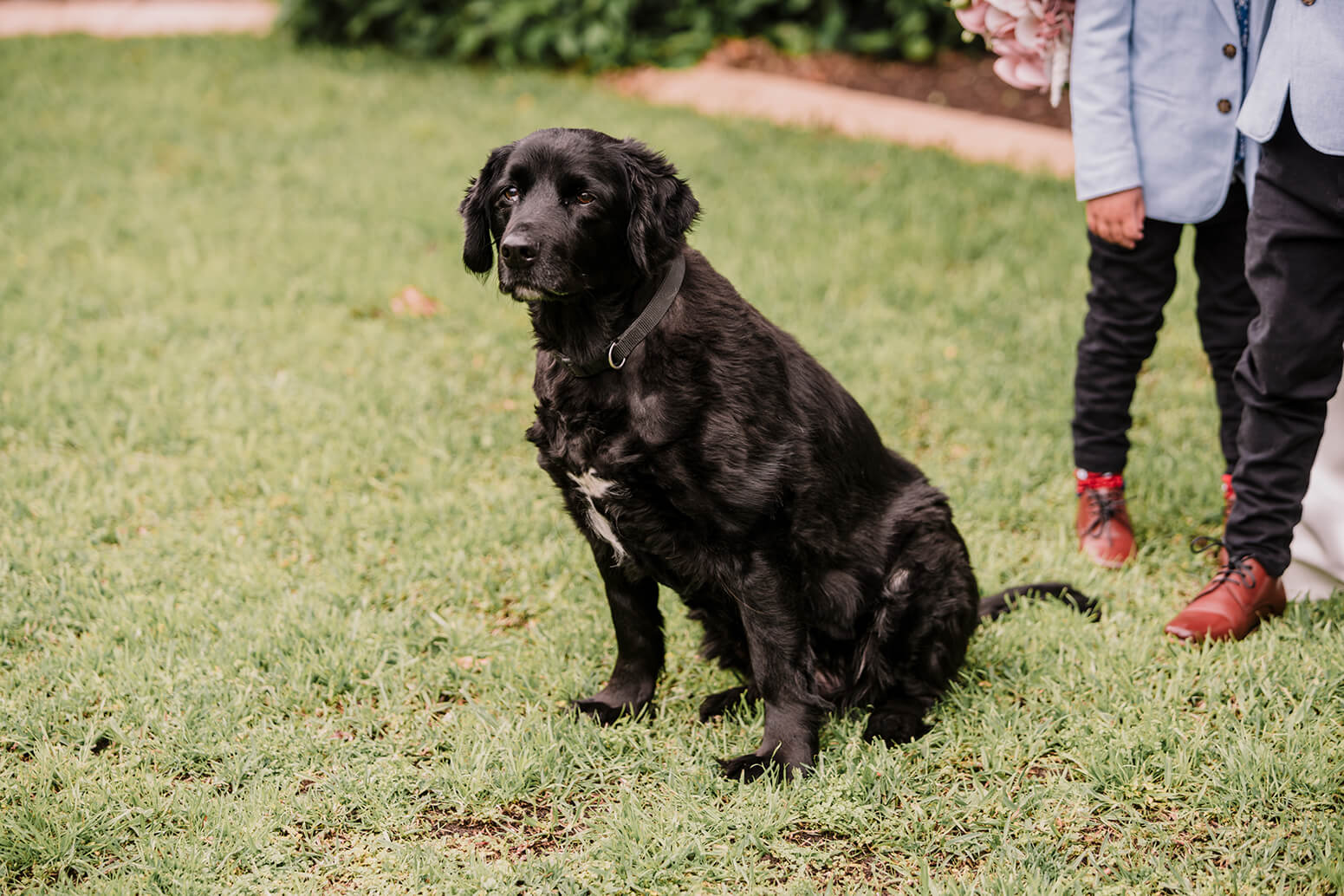 Awesome Ways to include your pet, black dog patiently waiting for the photographer to take photos, captured by Black Avenue Productions
