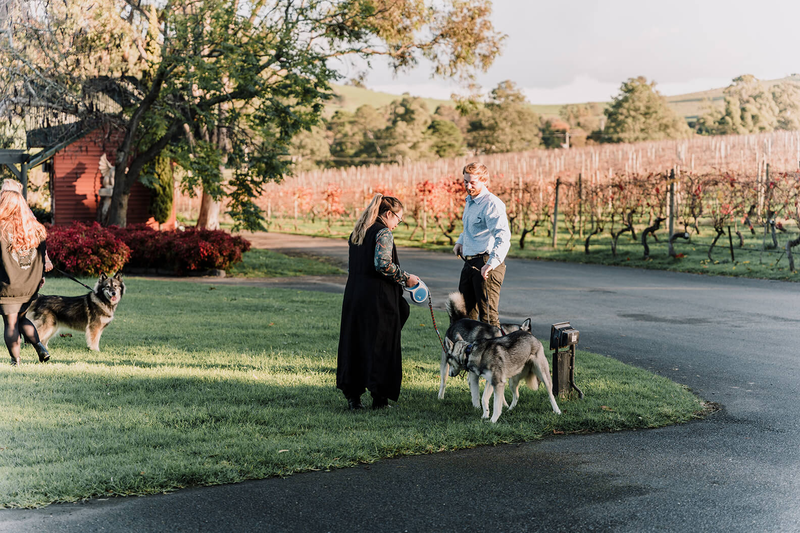 Dog-sitters walking the dogs while the wedding hasn't started yet, captured by Black Avenue Productions