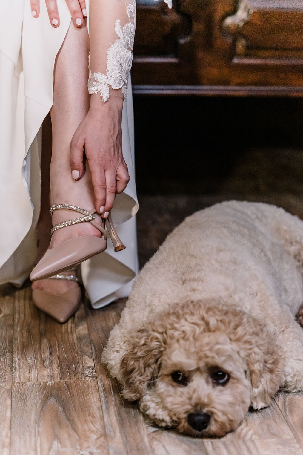 Awesome Ways to include your pet, Cute dog lazily looking at the bride, captured by Black Avenue Productions