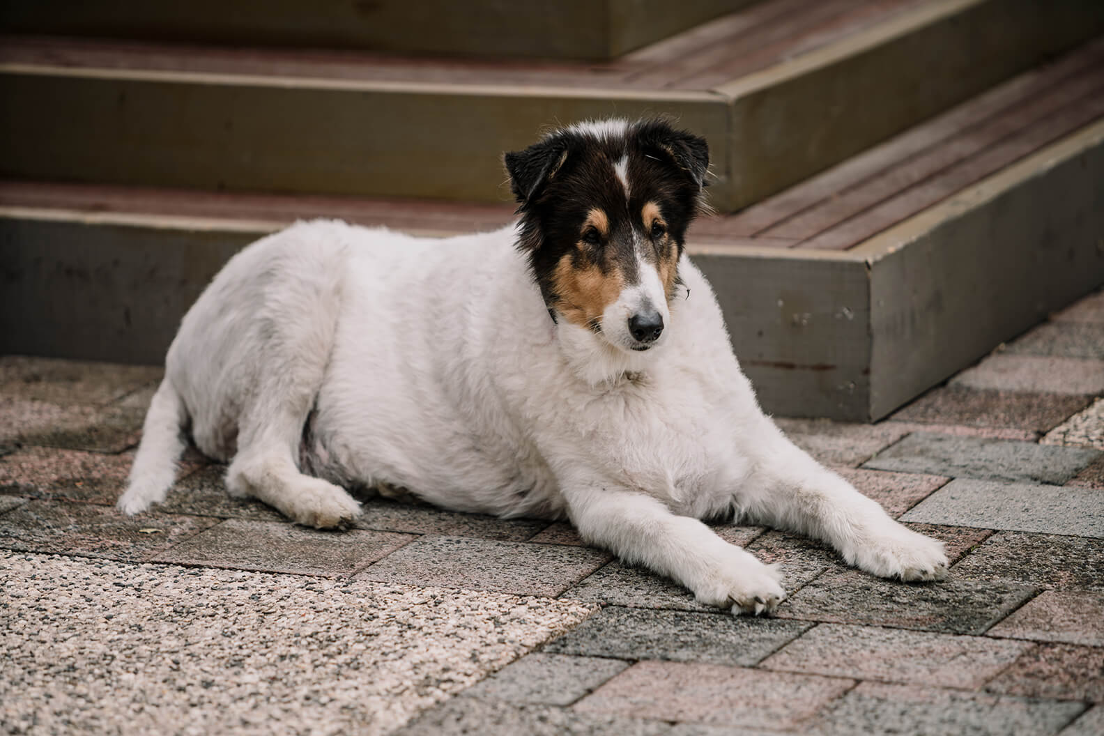Dog sits outside of the church waiting for the bride and groom, captured by Black Avenue Productions