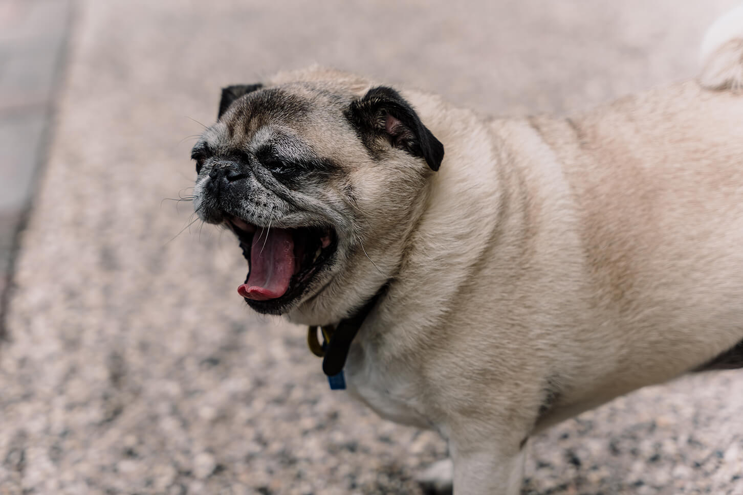 Awesome ways to include your pet in the wedding, cute pug yawning while waiting for the bride and groom, captured by Black Avenue Productions
