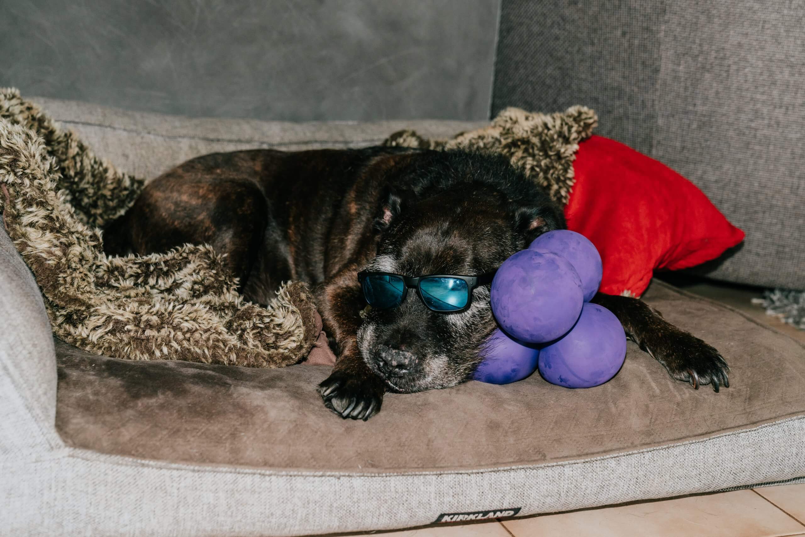Dog looks cool with his sunglasses on as he lays leisurely in his fluffy bed.